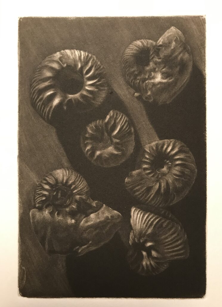Mezzotinte, Mezzotint, Mezzotinto (sortkunst) – ammonite, Ammonit samling fra Grønland